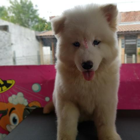 Lindos Filhotes De Husky Siberiano - Pelagem Wooly - Foto 4