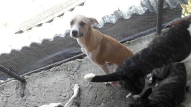 Cachorros para doação!