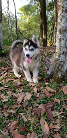 Lindos Machos De Husky Siberiano