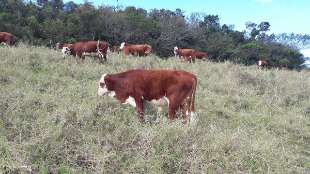 Tourinhos braford - cara branca - Foto 6