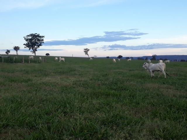 Fazenda Guiratinga MT 6.080 Ha - Foto 13