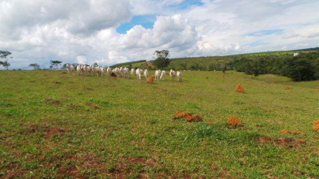 Sítio 22 hectares em Planalmira - Foto 11