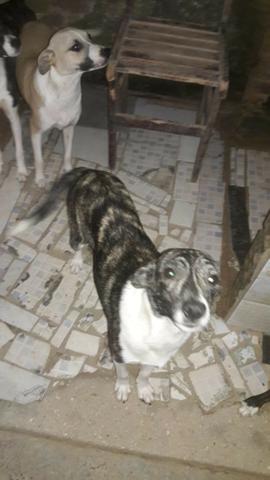 Cachorros para doação! - Foto 2
