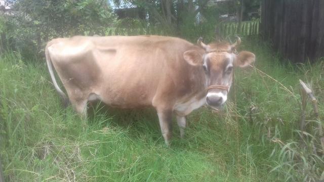 Vaca Jersey prenha - Foto 4