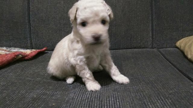 Poodle macho - Foto 2