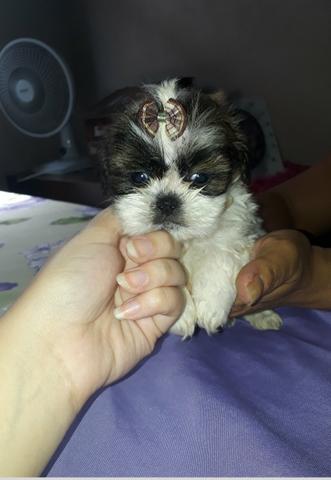 Vendo fêmea de shih Tzu puro - Foto 2