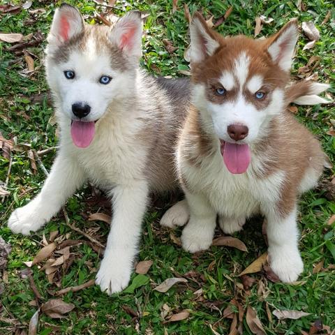 Lindos Machos De Husky Siberiano - Foto 2