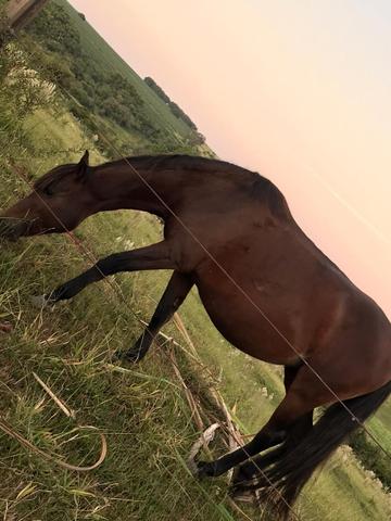 Vende-se - Foto 4