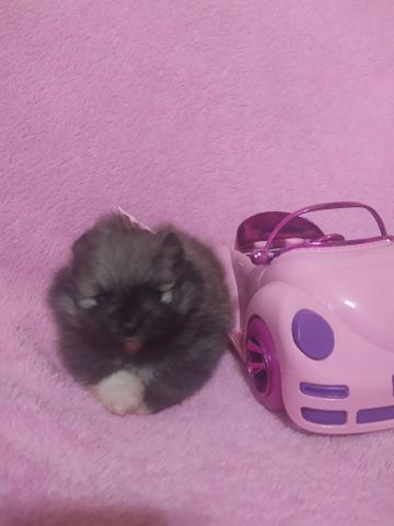 Lulu da Pomerânia Fêmea - Foto 2