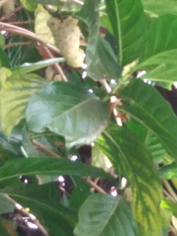 Noni Fruta tirado do pé