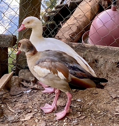 Marrecos : ,Cool, Ganso sebastopool , toulouse e sinaleiros, galos e galinhas orpington. - Foto 2