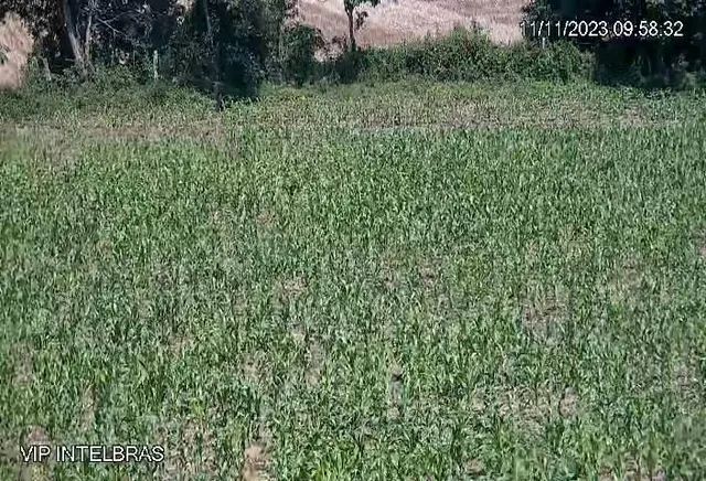 Sítio com Leitaria funcionando em Rebouças PR - Foto 6