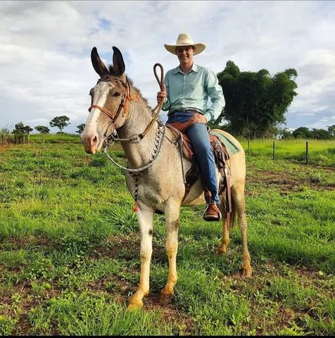 Traia de frente - Cavalos e acessórios - Vila Jayara, Anápolis