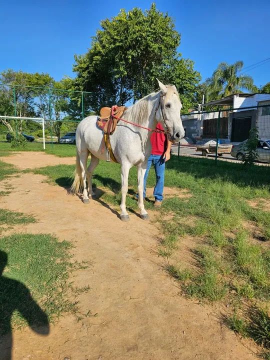 Égua, cavalo marcha picada  - Foto 2