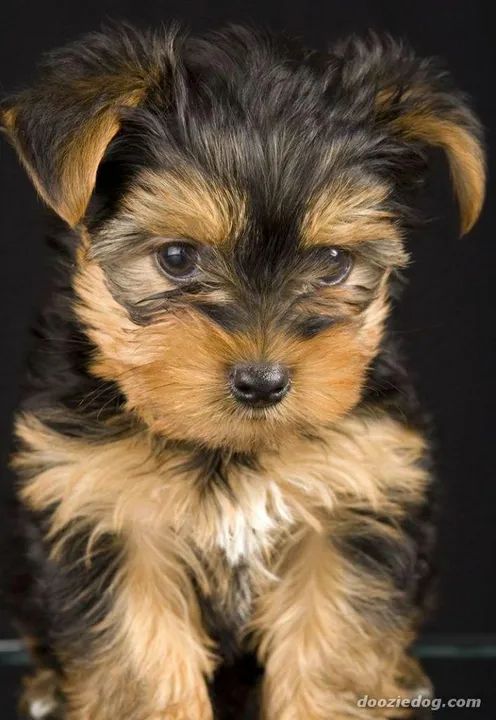 Yorkshire Terrier bebês 