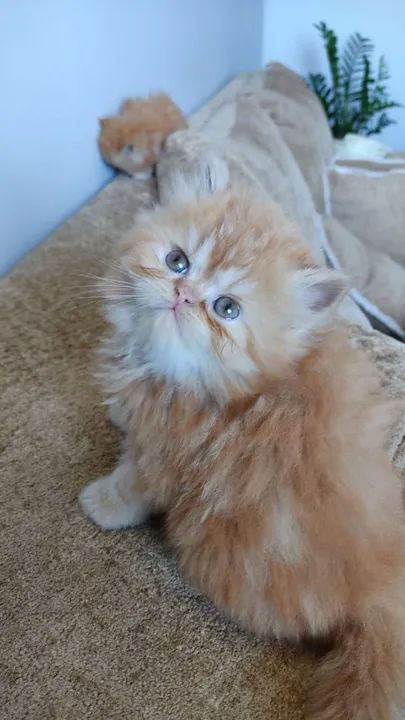 Persa Red macho - Foto 2