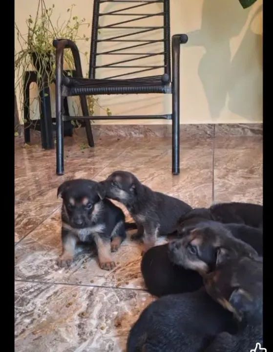 Filhotes de Pastor Alemão