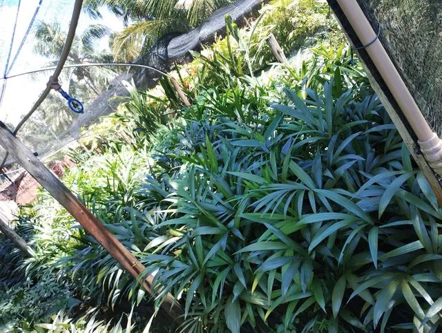 Mudas de açaí BRS Pai D?egua variedade Embrapa Amazônia Oriental - Foto 5