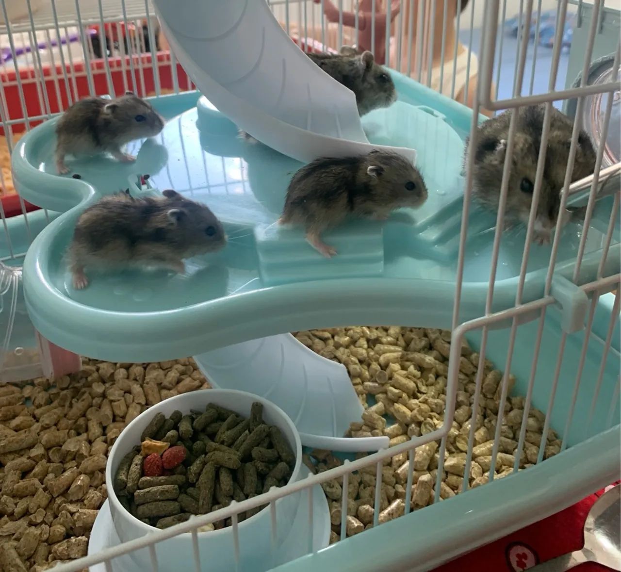 Filhote Humster Anão Russo