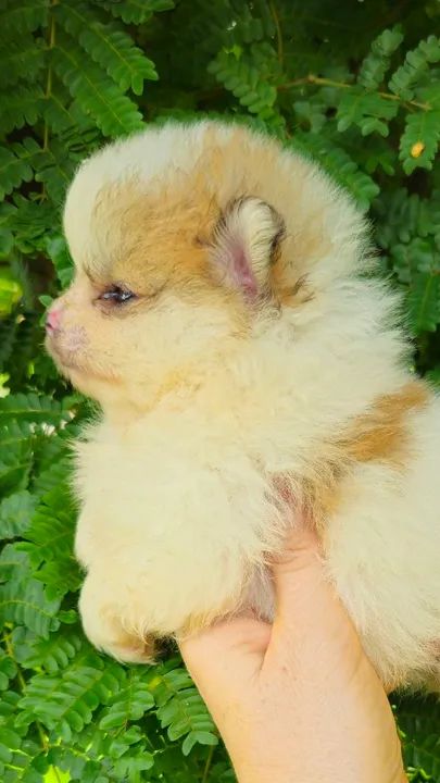 Lulu da Pomerânia Fêmeas e machos.  Promoção.  Leia o anúncio  - Foto 6