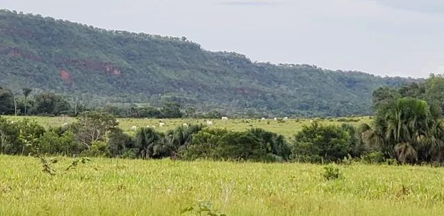 Fazenda em Campos Lindos. 66 mil por alqueire. - Foto 4