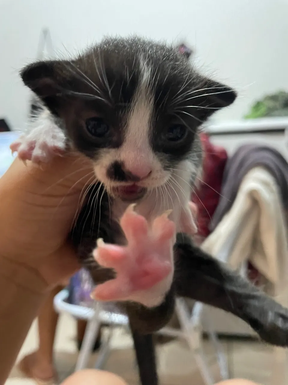 Gatinho filhote para adoção - Pelagem bicolor!