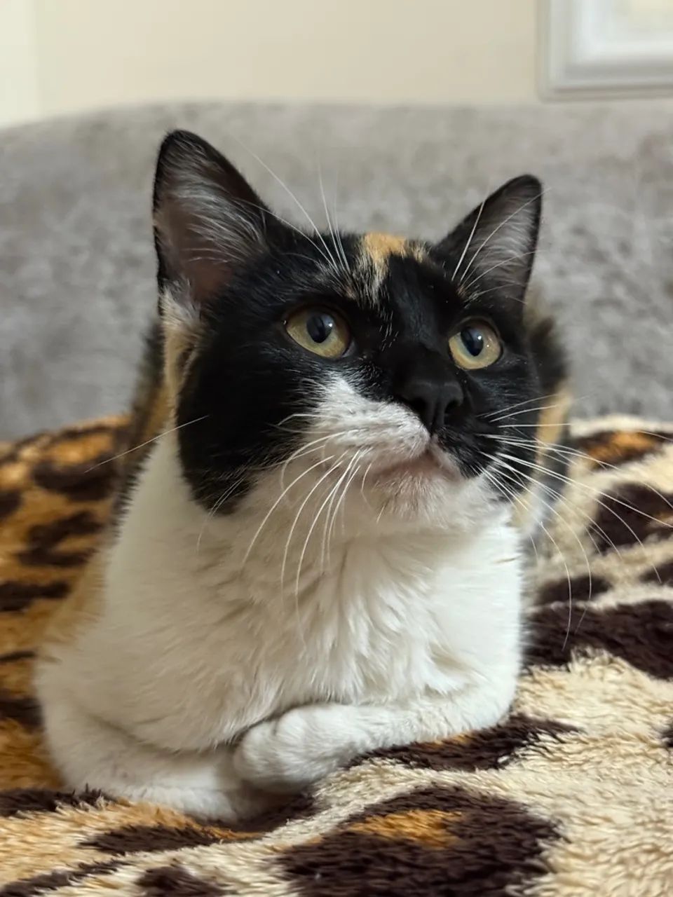 Gato fêmea jovem/filhote - Foto 4