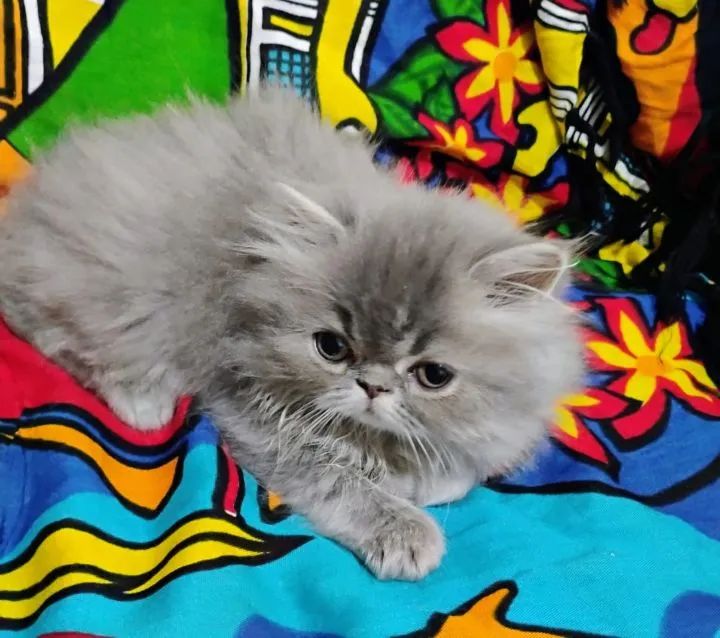 Gatos Persa Filhotes Desconto no Pix - Foto 4