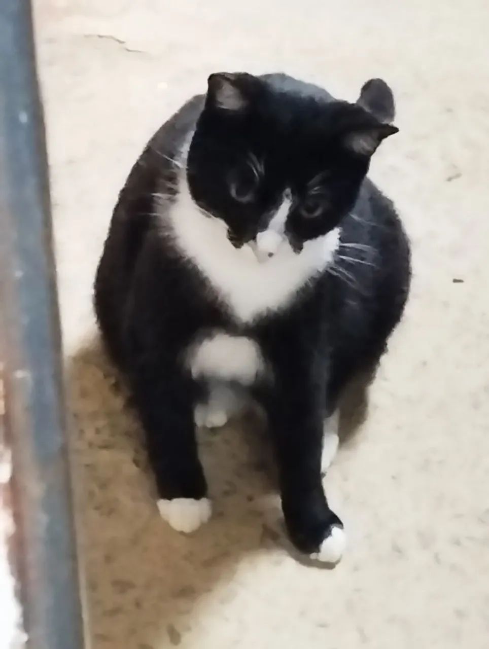 Gata castrada criada em casa