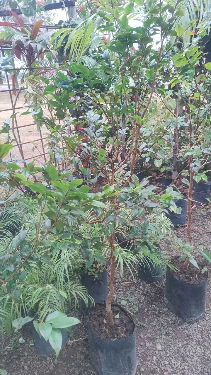Mudas de jabuticaba híbrida  - Foto 2