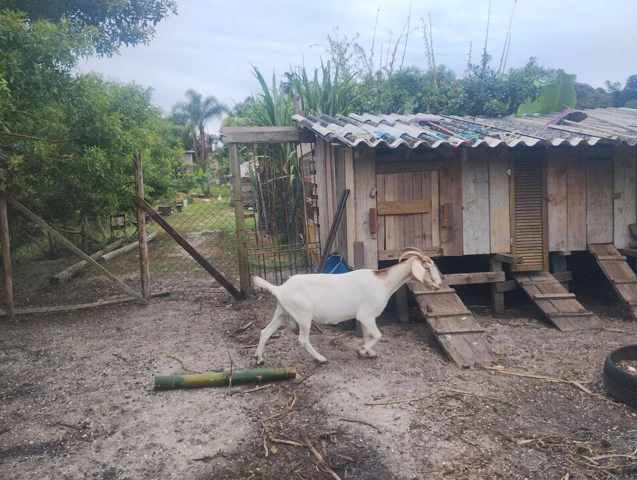 Cabras para venda - Foto 4