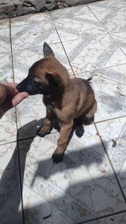 Filhote de Pastor belga malinos  - Foto 2