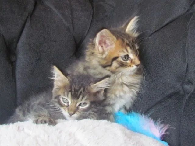 Filhotes de Maine Coon disponíveis - Qualidade, saúde e beleza garantidas! - Foto 4