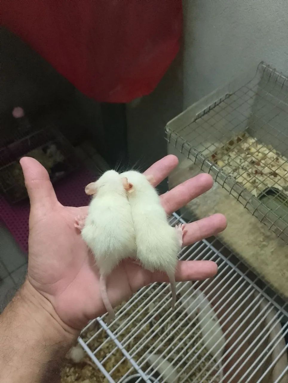 Ratos Twister filhotes branco - Foto 3