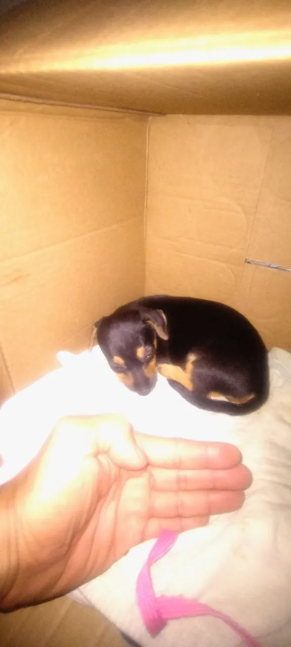Filhote Pinscher 2 pra vim buscar R$200 nao tenho tempo pra criar