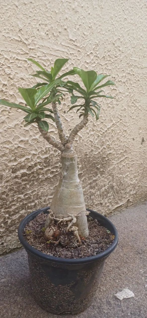 Rosa do Deserto 64310336933121123