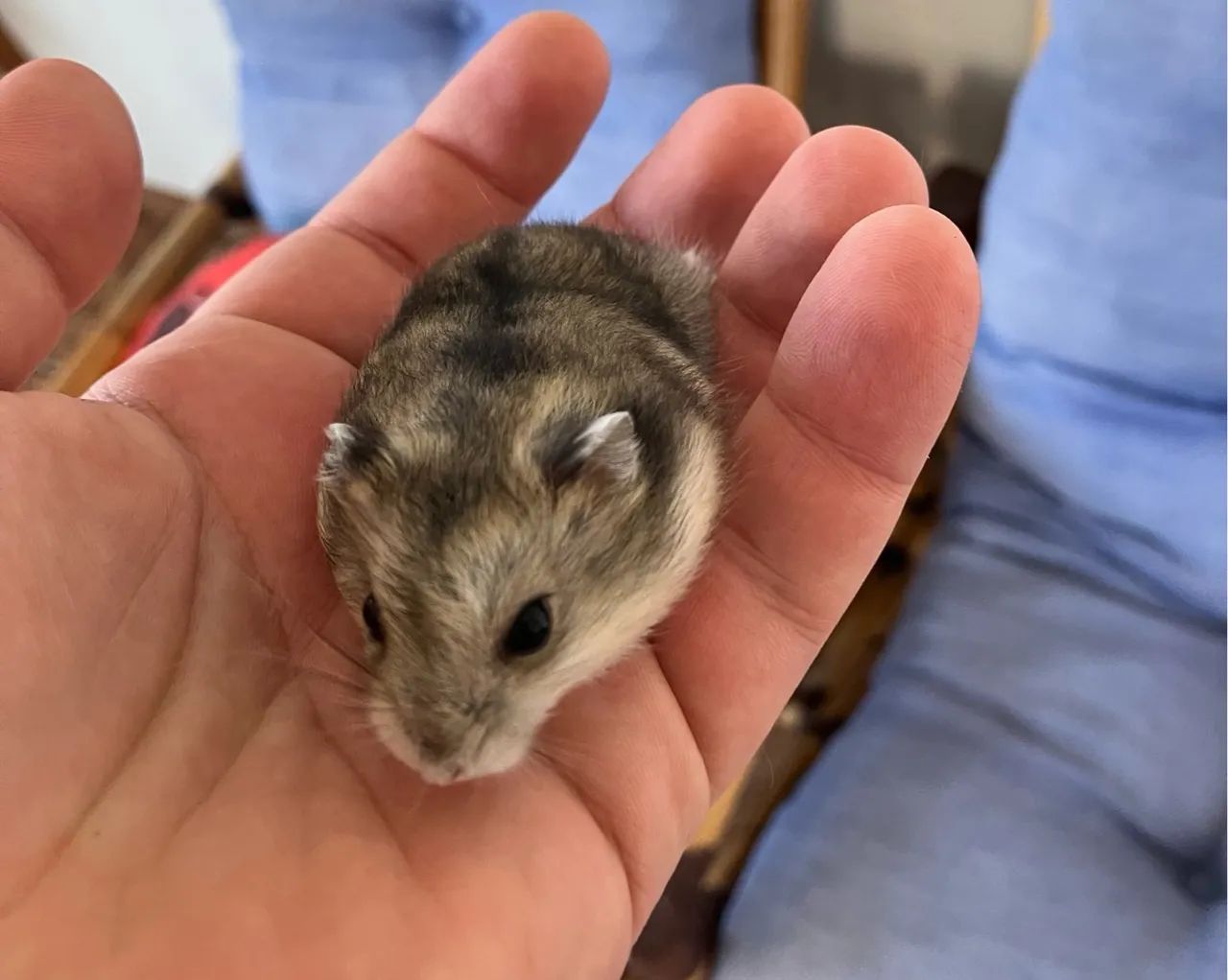 Dois filhotes de hamster anão muito mansos - Foto 6