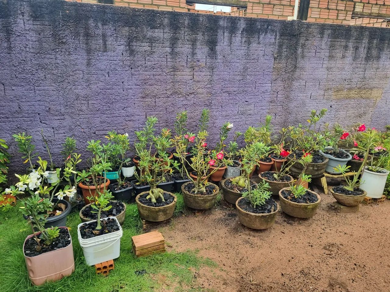 Vendo placas ornamentais  - Foto 4