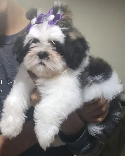 Shih Tzu Filhote Linda - Foto 2
