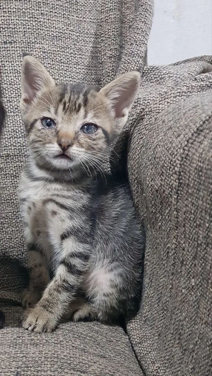 Gatinha Fêmea filhote para adoção - Foto 2