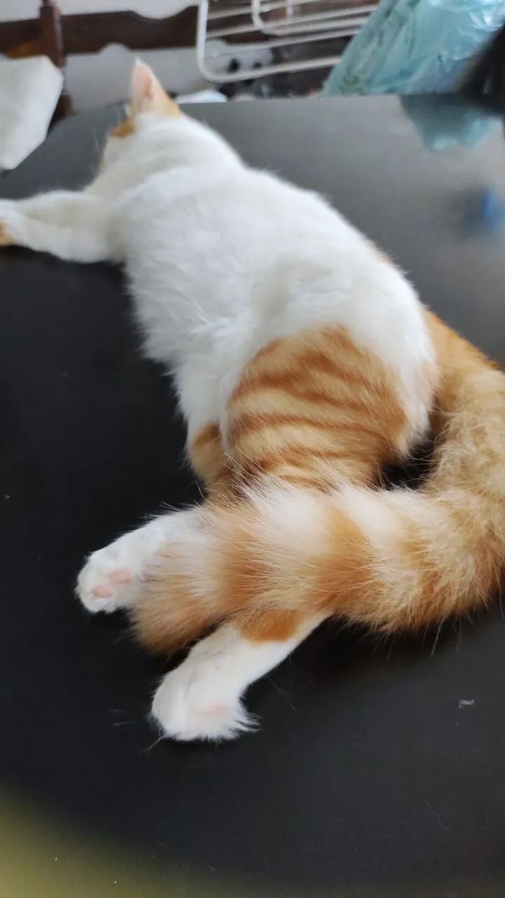 Gatinha Dengosa - Foto 4