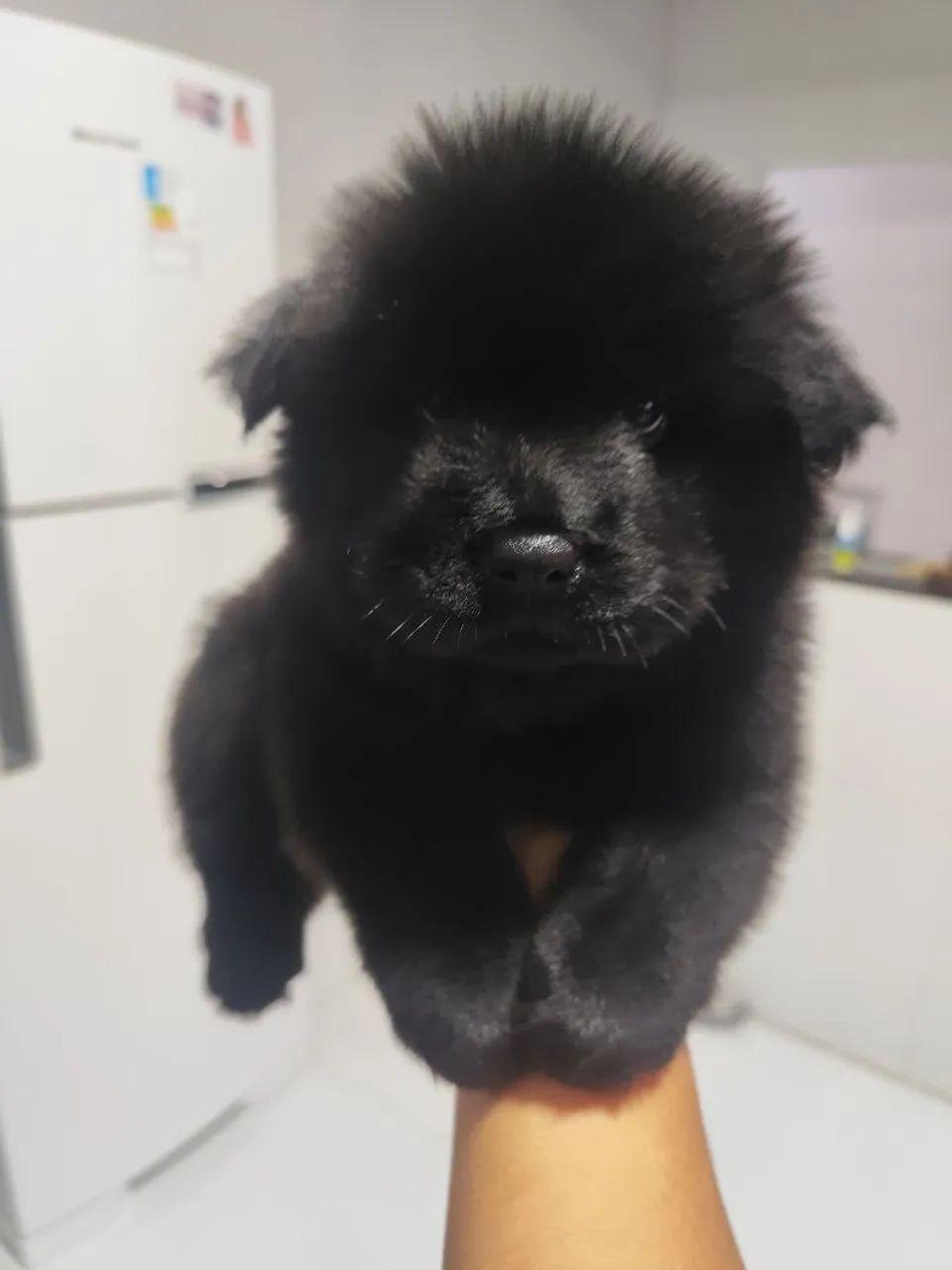 Chow Chow fêmeas claras e macho preto - Foto 3