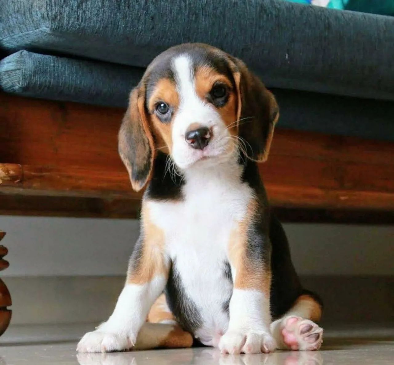 Beagle Fofo com tudo em dia Perfeito pra sua Família Contrato