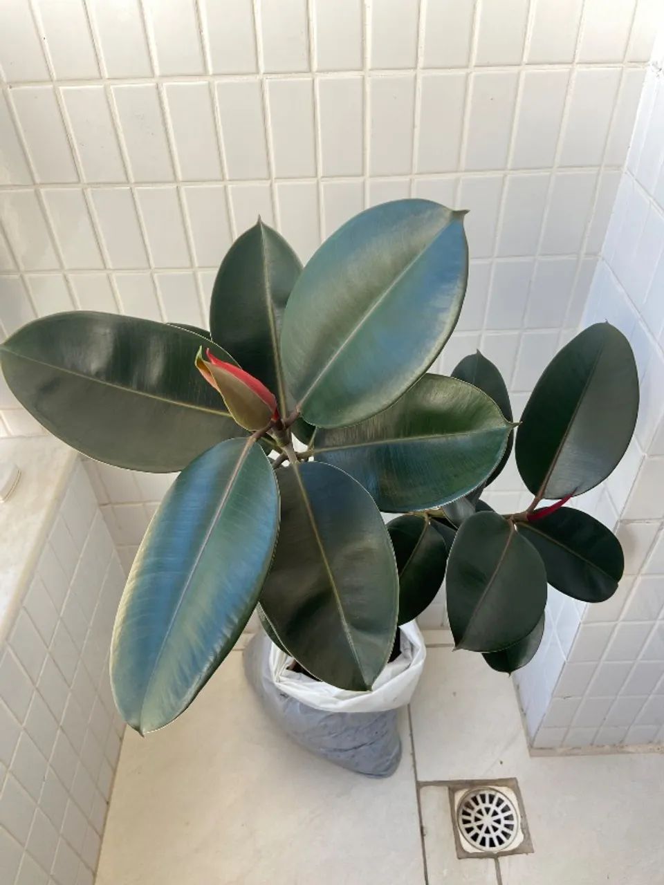 Planta fícus elástica  - Foto 3