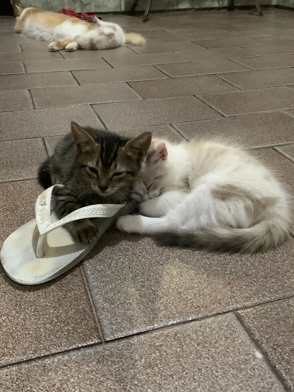 Doa-se lindos gatinhos filhotes 