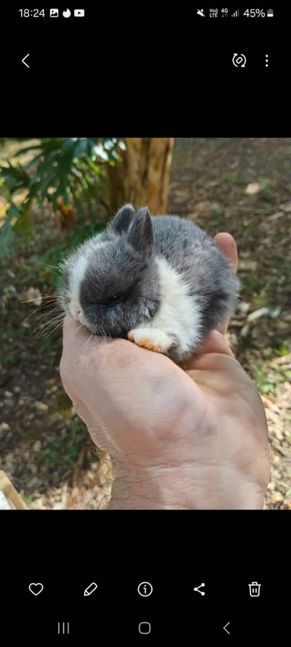 Mini coelho anão de netherland azul e branco
