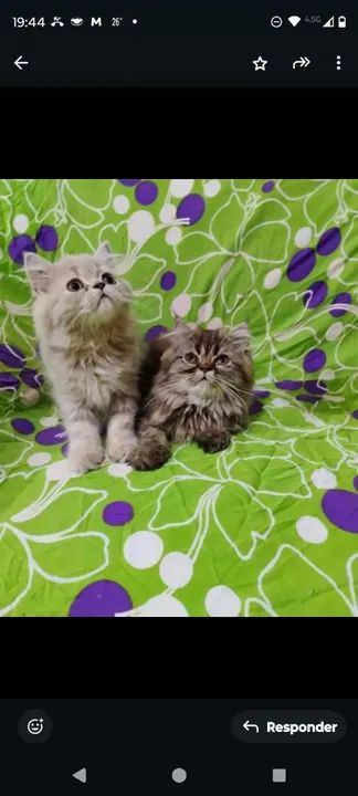 Gatos Persa Filhotes Desconto no Pix - Foto 6