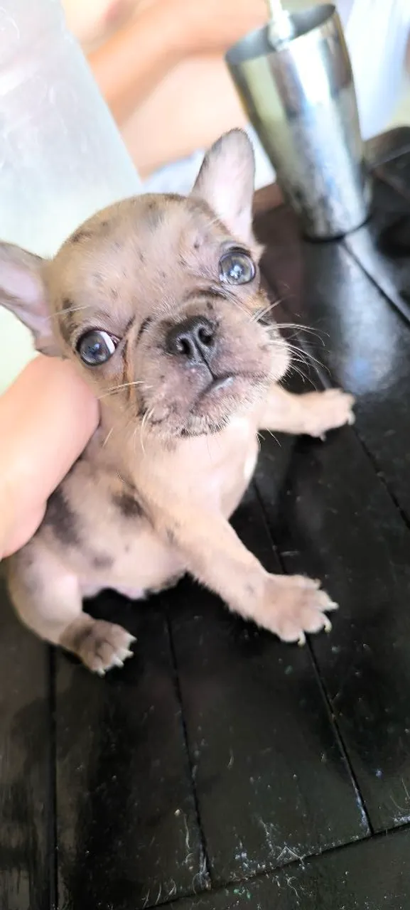 Bulldog francês