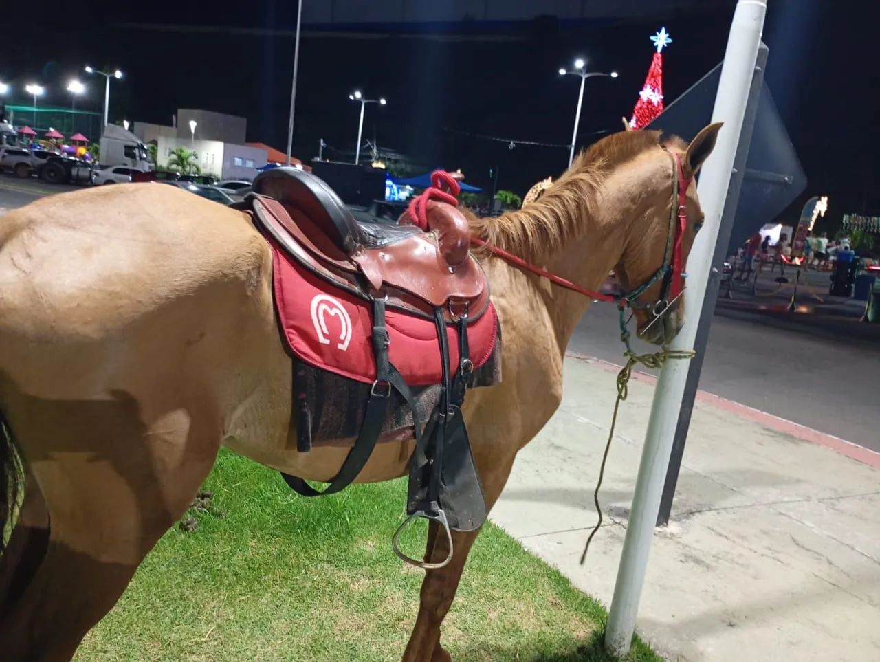 Cavalo inteiro novo - Foto 3