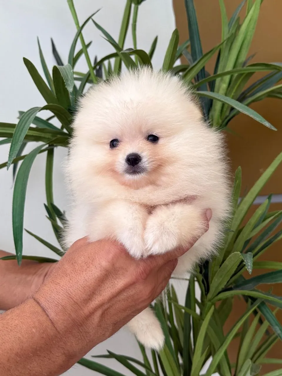 Vende-se Spitz Alemão